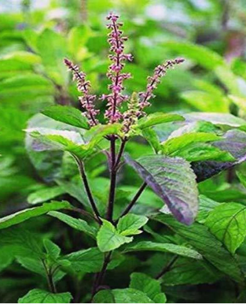 Buy Shayama Tulsi Plant Purple Leaf Basil