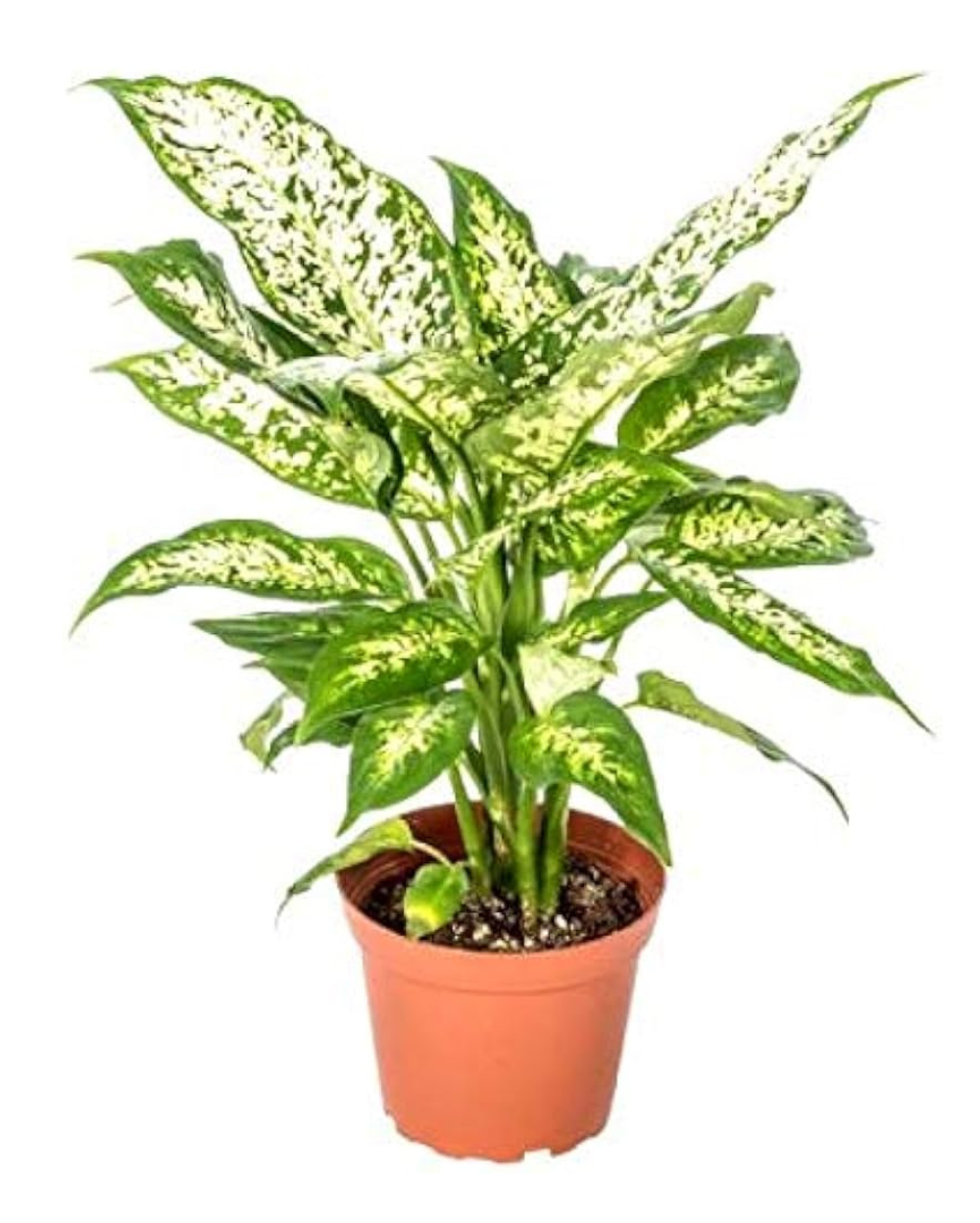 plant self watering device Self-Watering Spike Drip Irrigation System for Indoor & Outdoor Plants