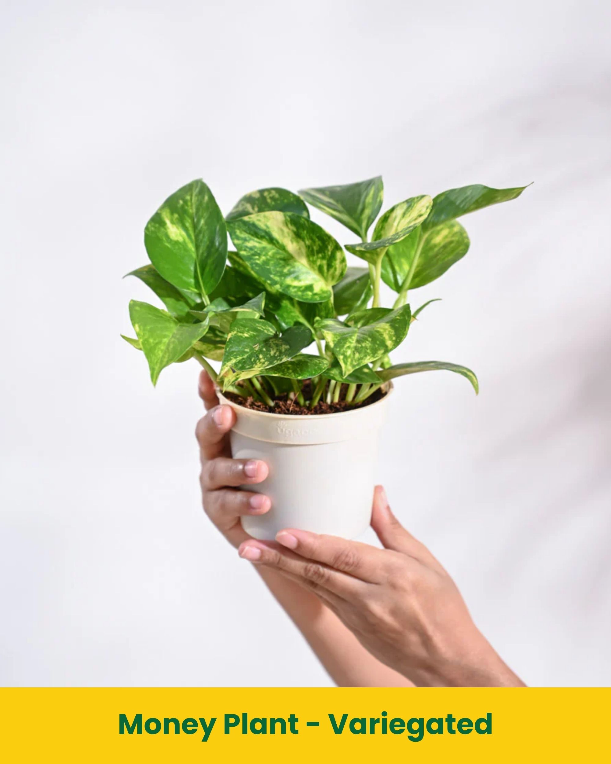 pothos green queen Pothos Marble Queen  Botanical Dwellings