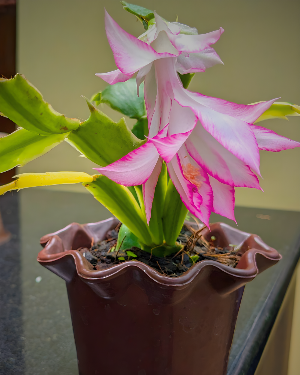 Variegated Christmas Cactus Online | Schlumbergera Truncata