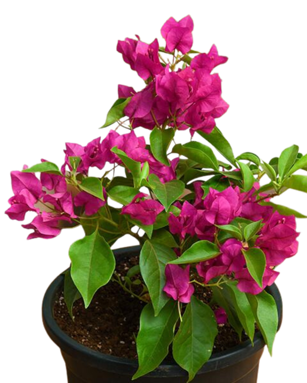 Buy Pink Bougainvillea Plant Online in Delhi - Bougainvillea for Sale