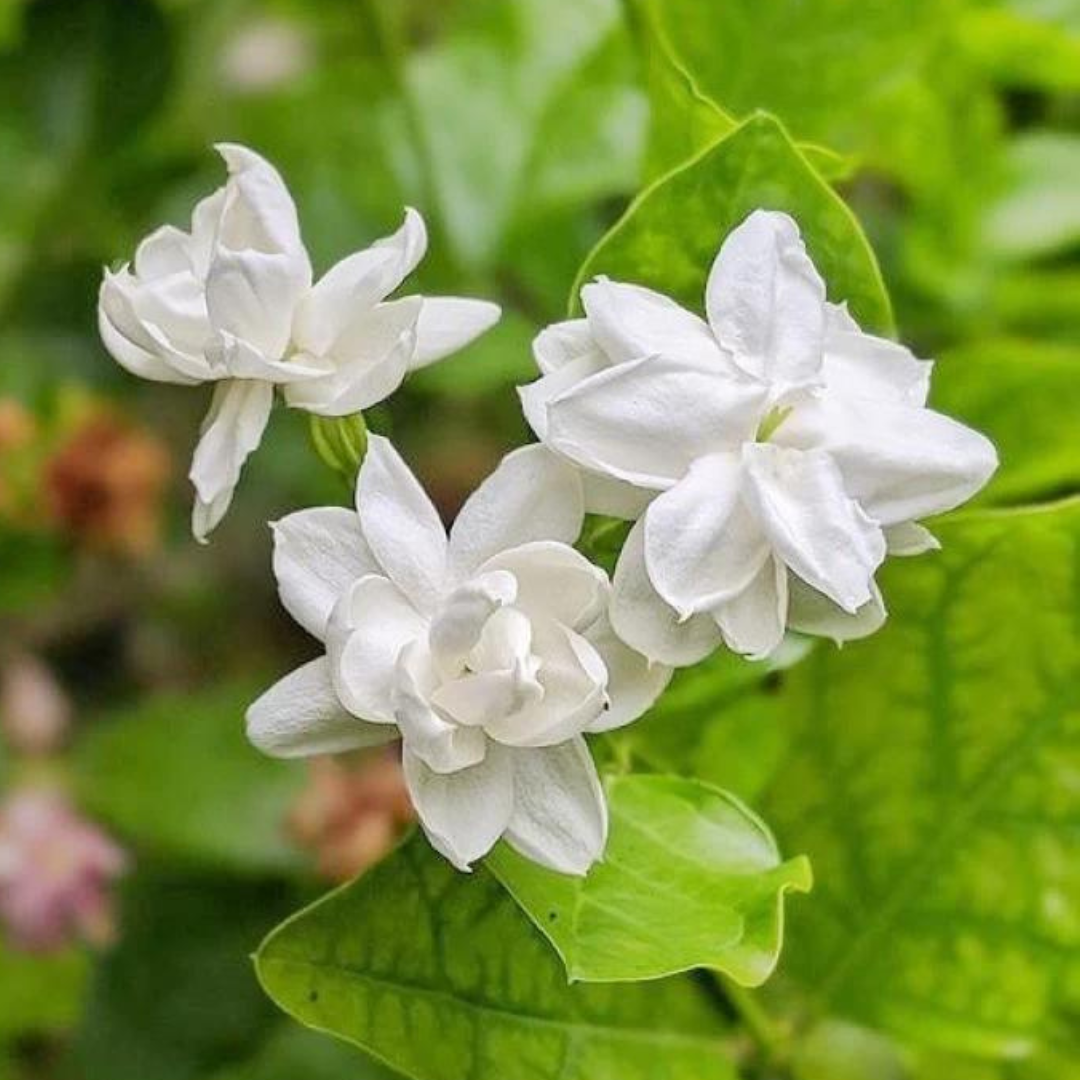 Buy Harsingar Plant Online In Delhi, Harshingar, Parijaat, Parijat,  harsingar ka podha