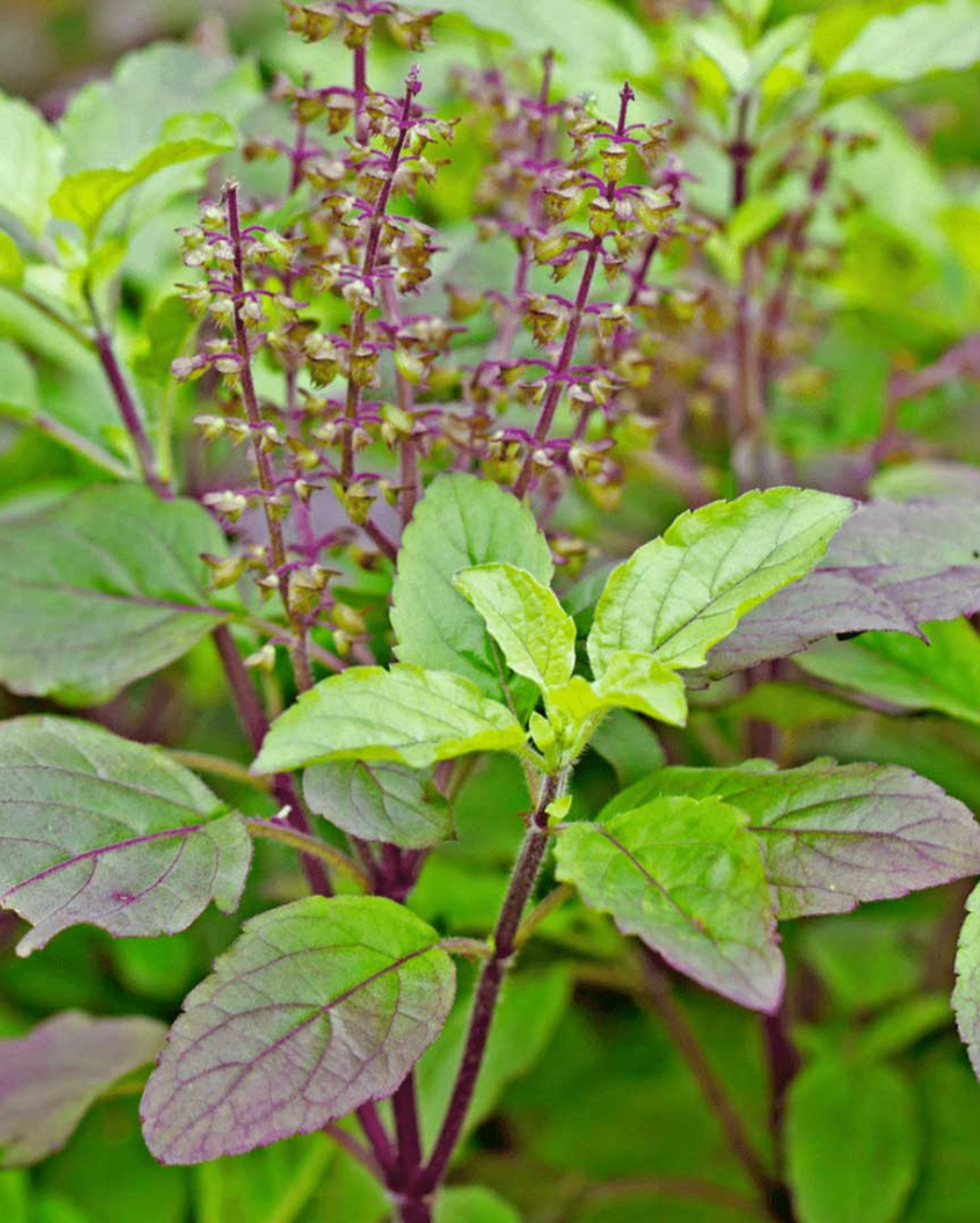 Buy Tulsi Plant Online in Delhi Order Sacred Holy Basil Plants