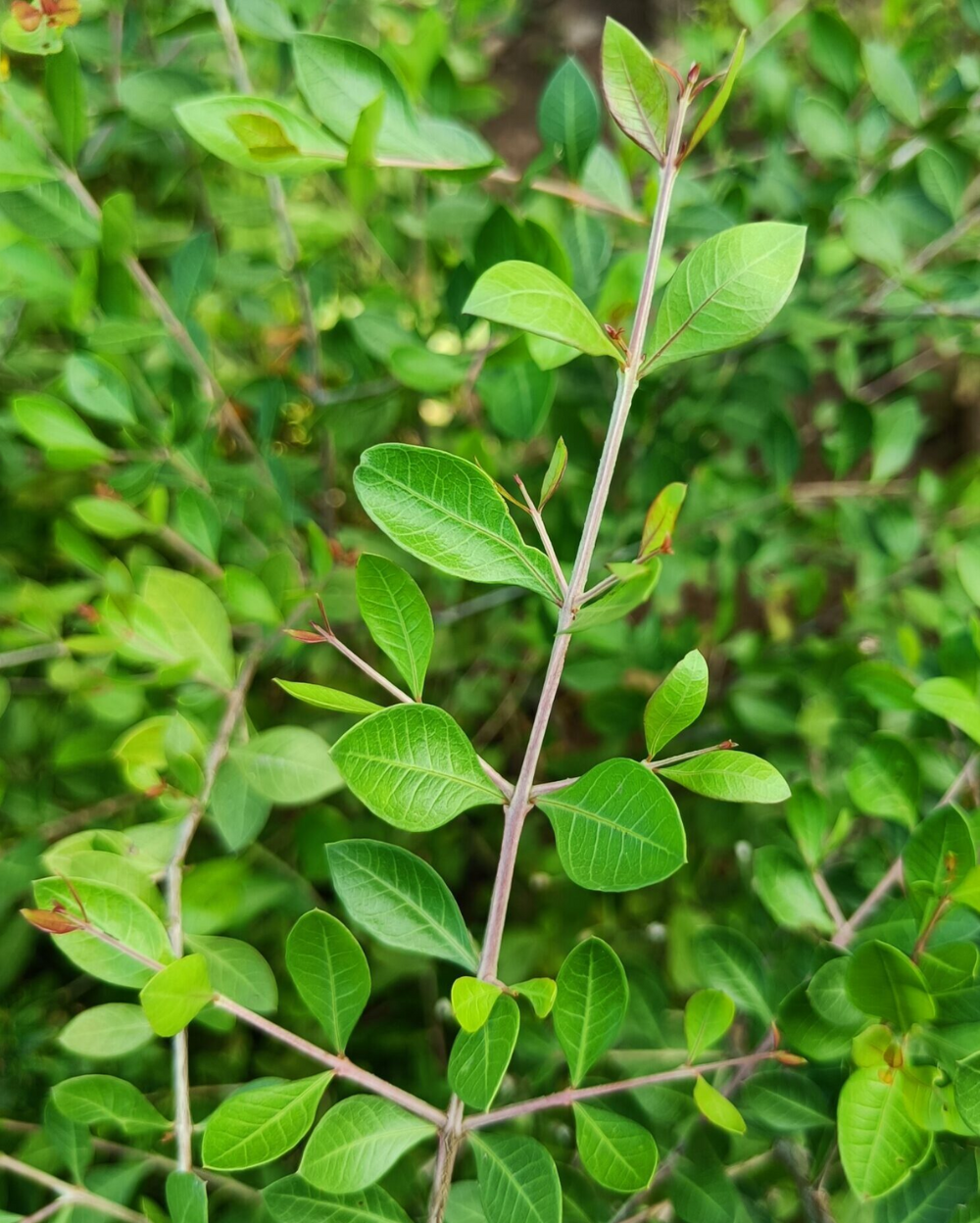 Medicinal Plants: Myrtus communis, True Myrtle, Gandhamalati, Vilayati  mehndi