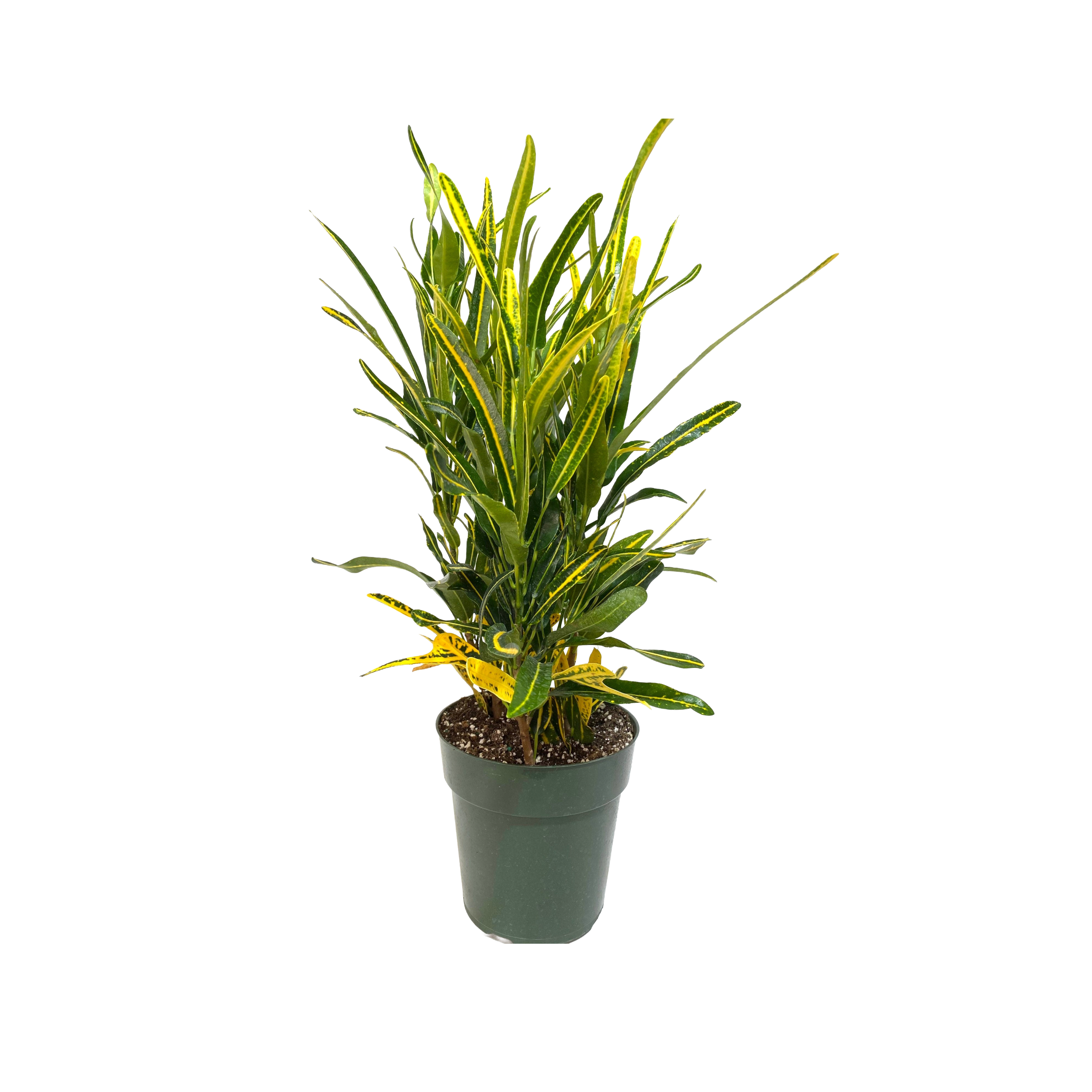 Buy Live Banana Croton Plant Online in Chennai | MyOwnGarden