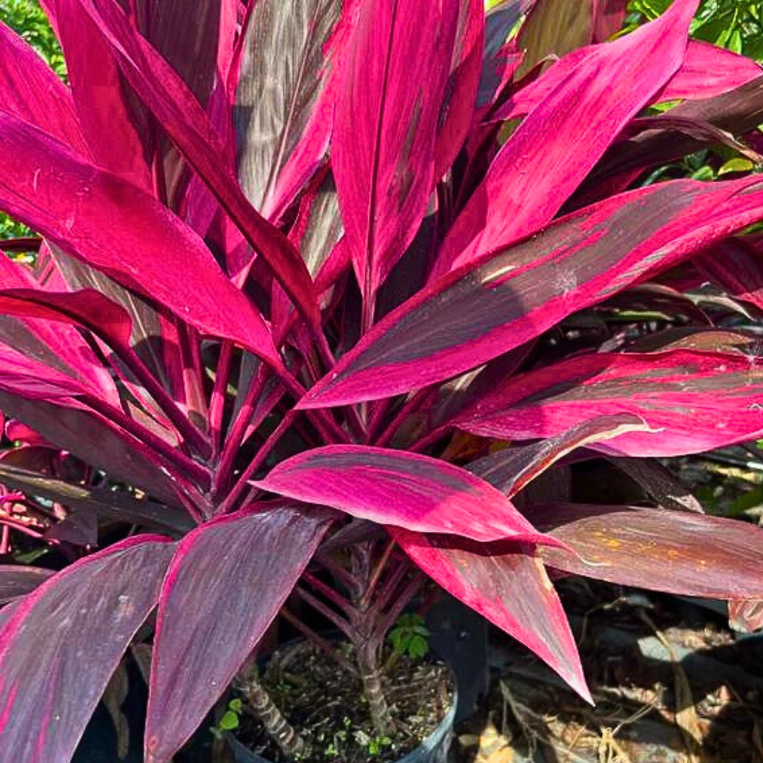 Buy Dracaena Mahatma Online In Delhi | Cordyline Terminalis Plant
