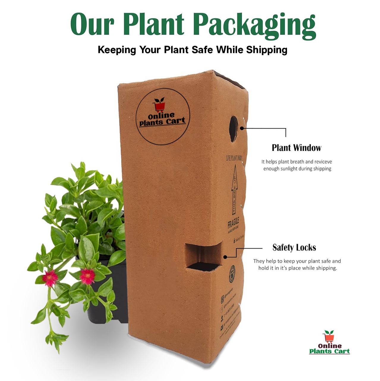 Buy Zamia Palm Plants Online Delhi NCR, Order ZZ Plant