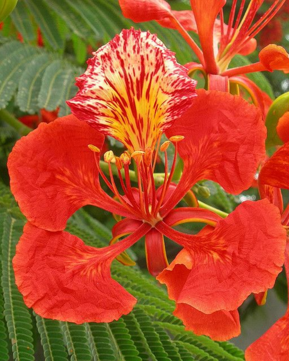 Buy Gulmohar Plant Online at Best Price in Delhi - Delonix Regia Gulmohar