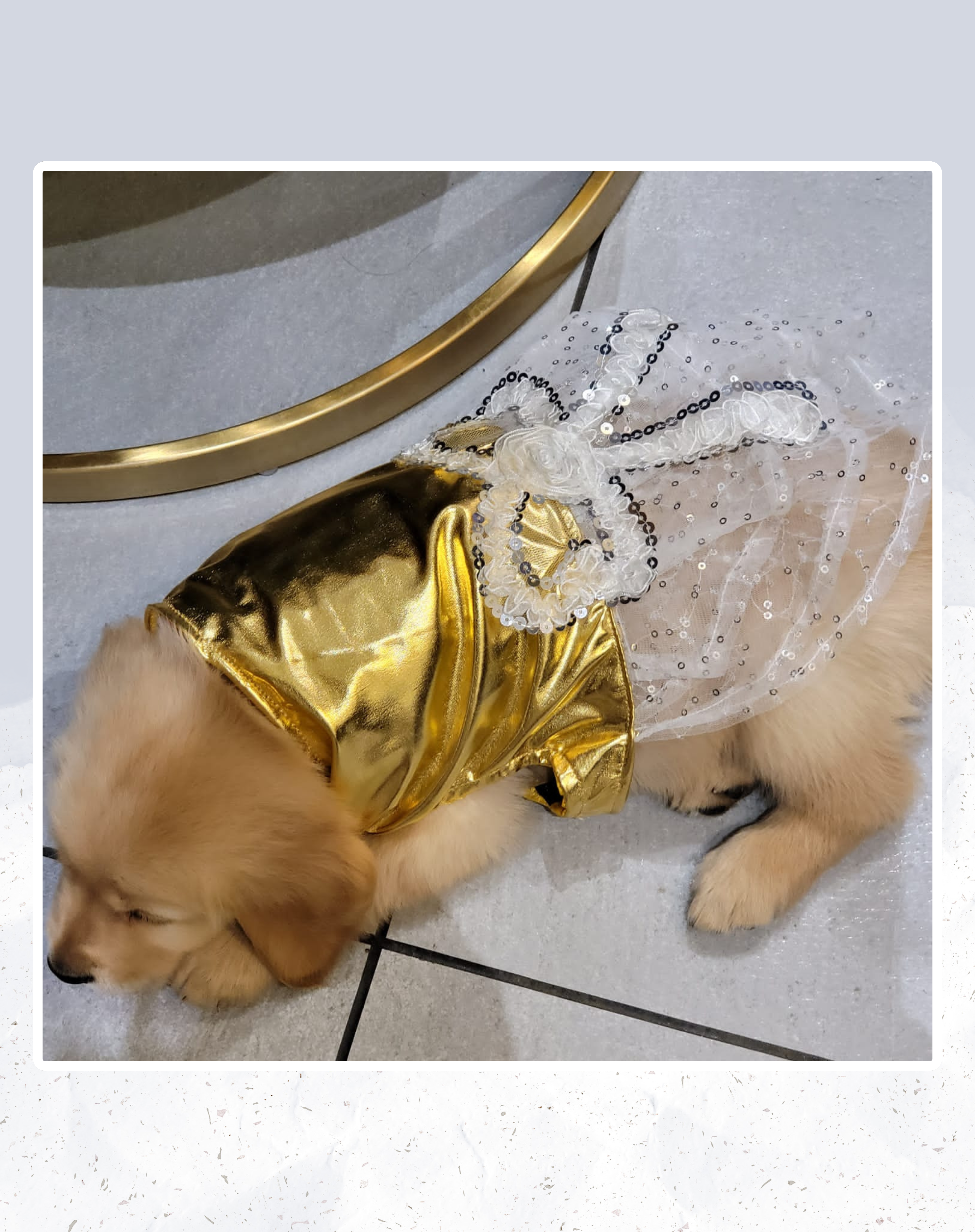 gold dog dress My Doll's Frock Golden Yellow Dog Dress
