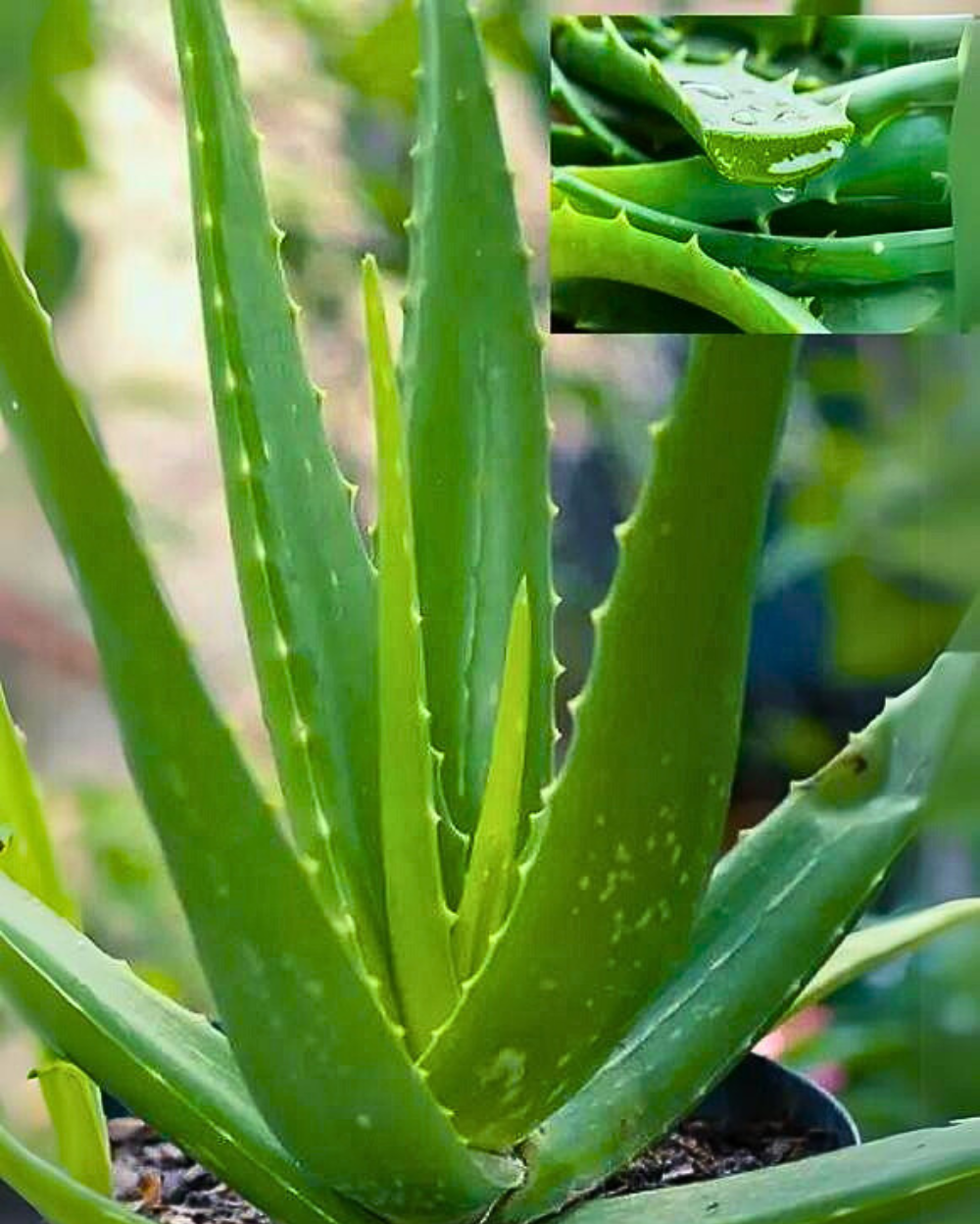 Buy Aloevera Plant Online in Delhi  Order Aloe Vera Plant