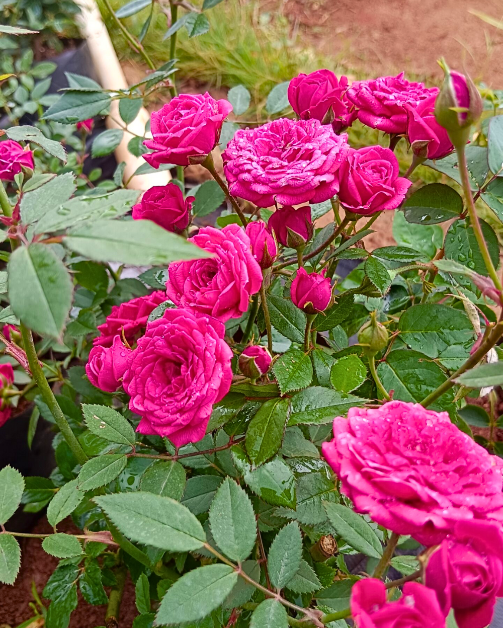 French Rose Plant - French Rose Flower Plant