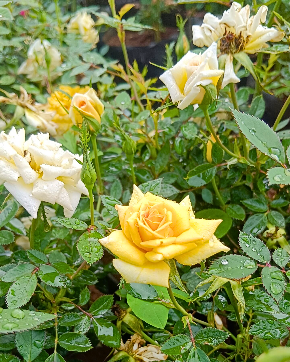 Small Tree Yellow Roses Mini Yellow Rose Plant - Mini Yellow Rose Flowers Plant