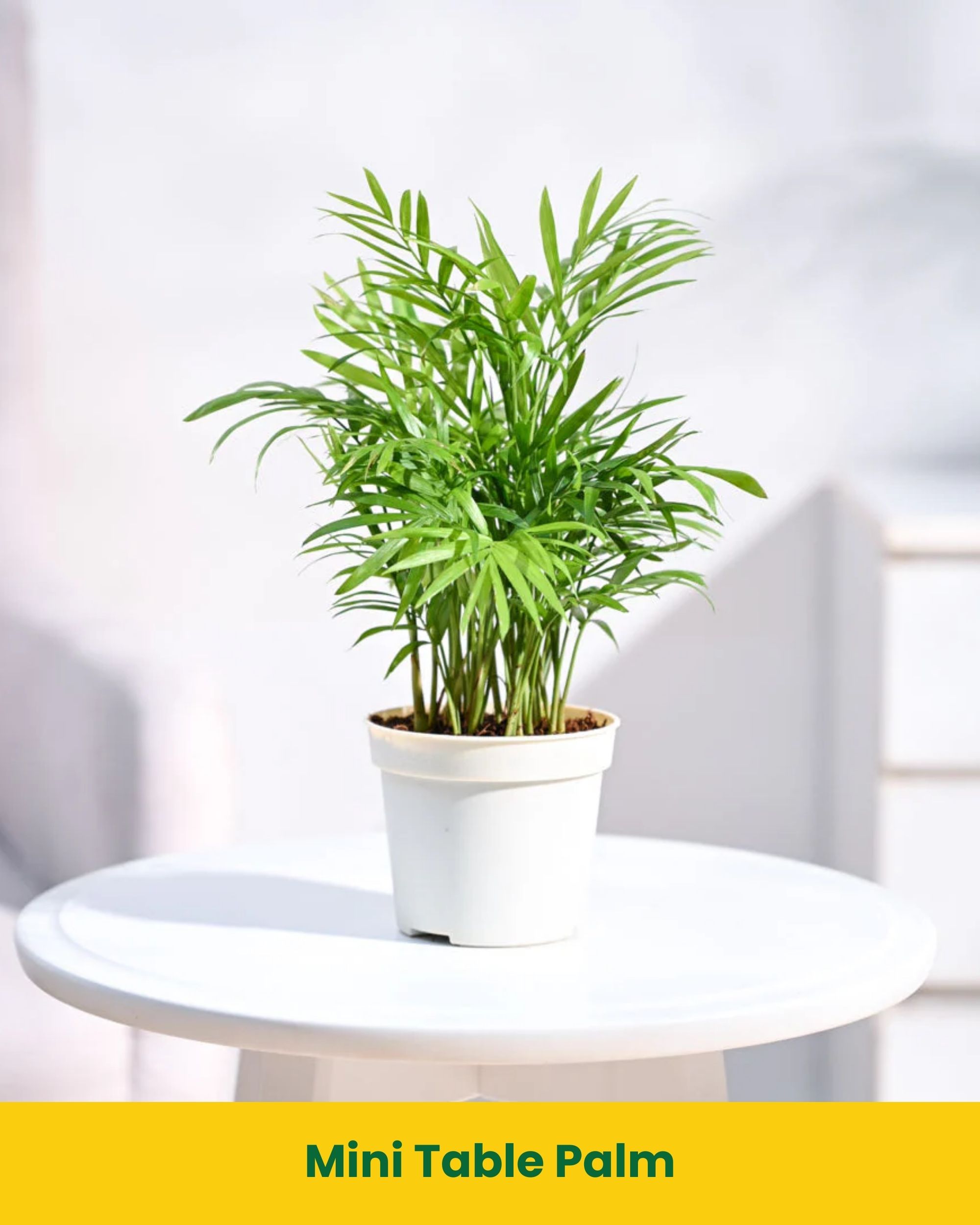 Mini Table Palm | Indoor Table Plant Chennai