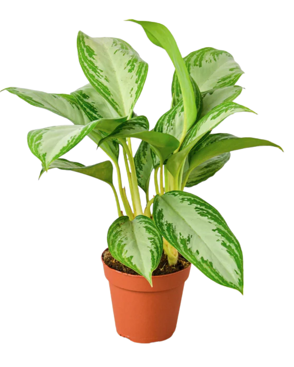 dracaena plant watering Dracaena Marginata Plant with Self-Watering Pot