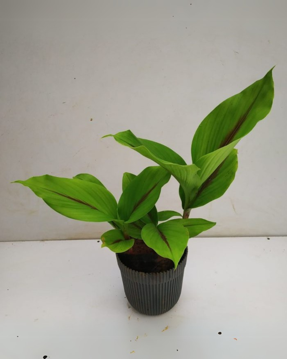 Black Turmeric Plant, Kali Haldi,    , Curcuma Caesia, Kali  Haldi, Karumanjal, Medicinal Plants - Online Plants Cart