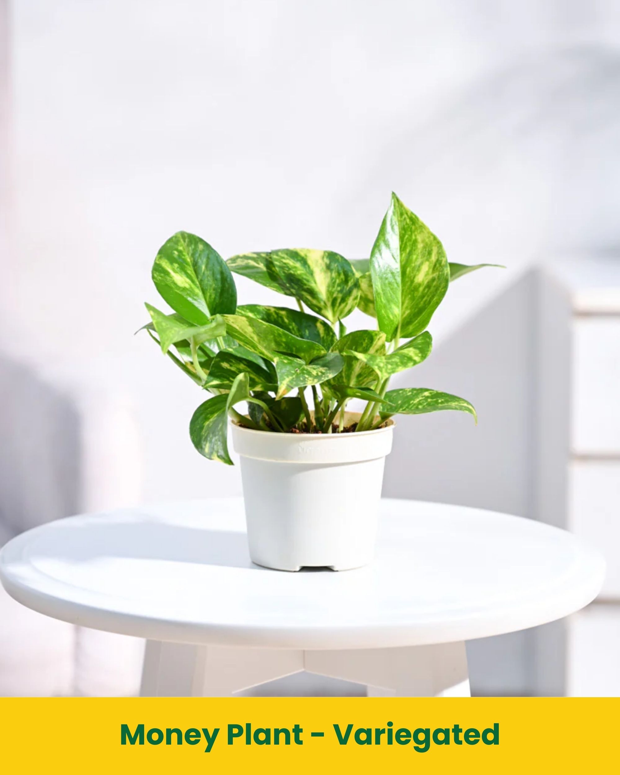pot plants look like 22