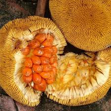 ケレダン苗 Keledang Artocarpus lanceifolius Keledang Fruit (Artocarpus lanceifolius) - Always Shipping
