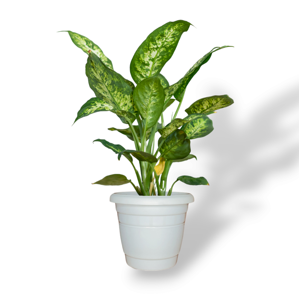 fiddle fig indoor plant Ficus Lyrata Tree Form Single Stem, Fiddle Leaf Fig Tree main image 1