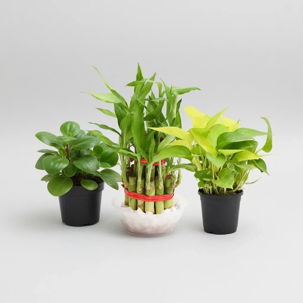 Buy Set of 3 Small Plants for Luck in Chennai | Indoor Good Luck Combo |  MyOwnGarden