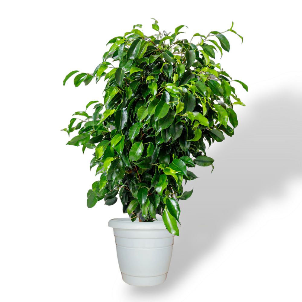 Ficus Benjamina - Enhance Your Space with Greenery