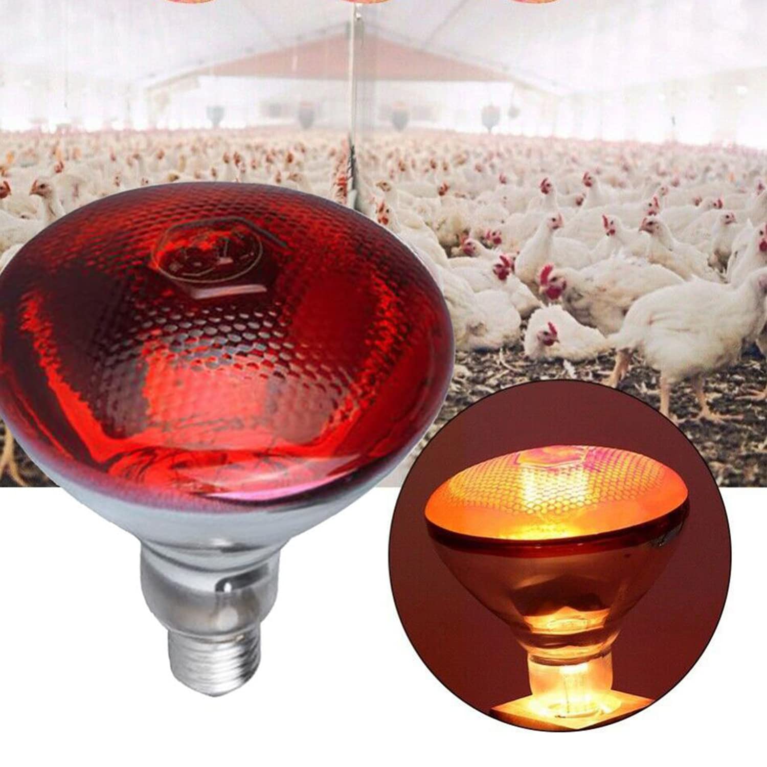 2 Pack 250W Infrared Heat Lamp Bulbs R125 - Red Heat Light For Chicken Coop, Reptiles, Pets, Food Warming