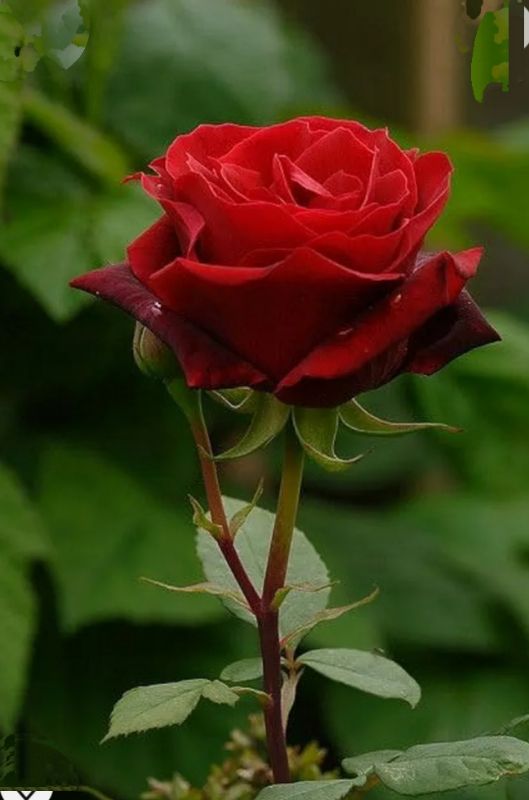 Buy Live English Red Rose Flower Plant With Pot online from Posan Plant ...