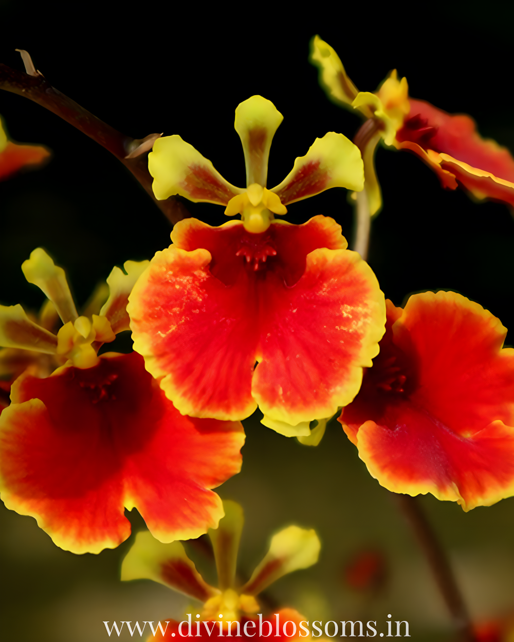 P. hillii coronarium Flamenco 【M-45】 Platycerium Hillii CV