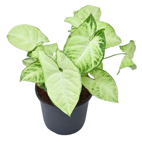 Buy Syngonium Plant Online - Best Indoor Plant