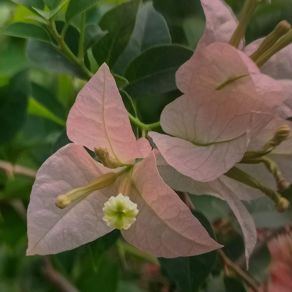 SAKURA GREEN Go Green