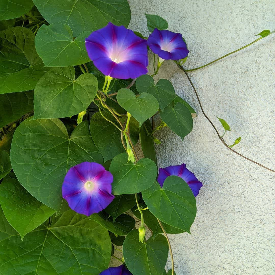 Buy Morning Glory Plant Online - Best Quality & Price