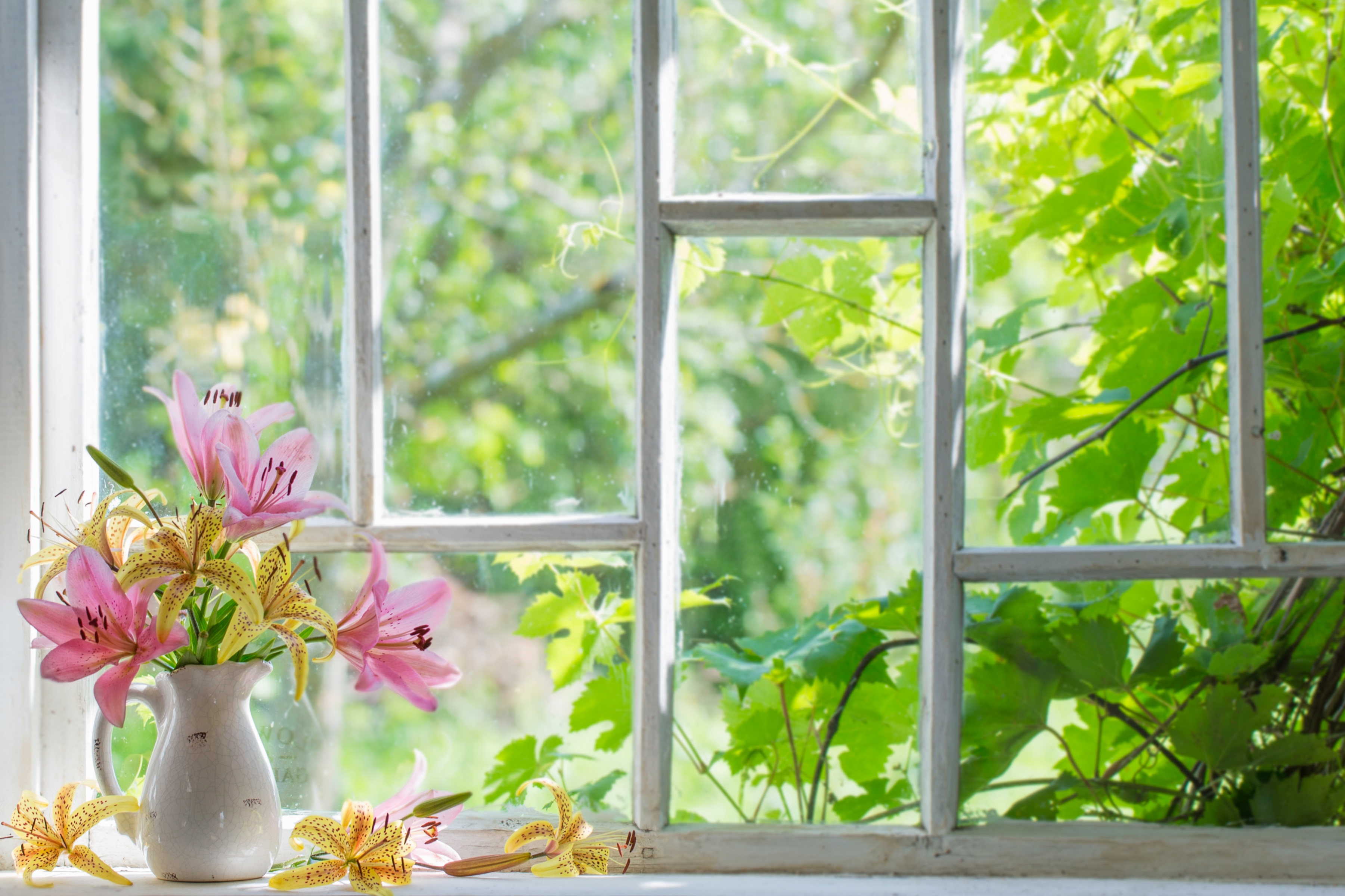 Nature Window Backdrop 2 - Prism Props