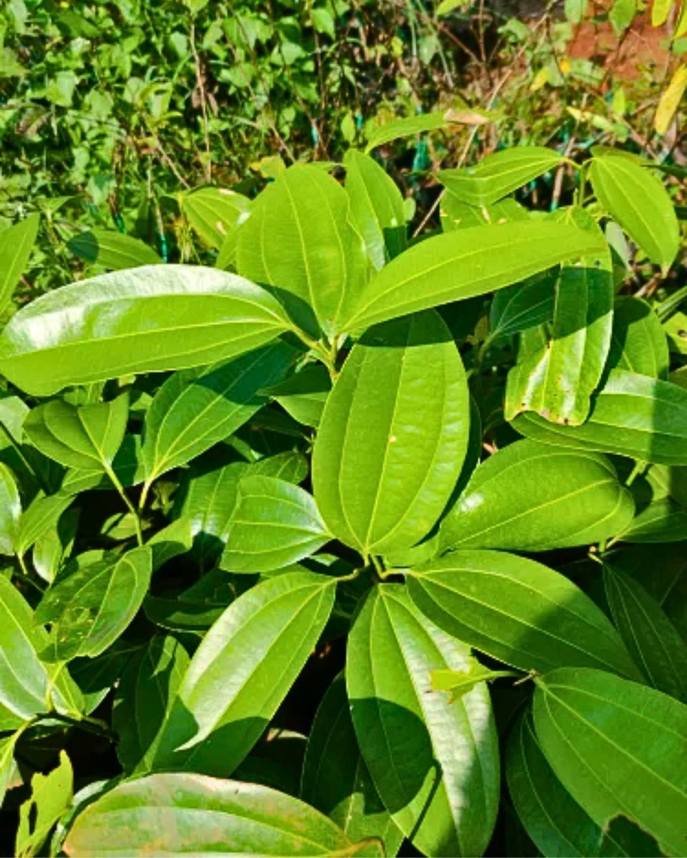 Dalchini Tree Plant