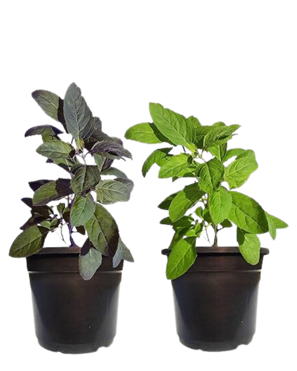 Buy Rama Tulsi & Krishna Tulsi Plants Online | Holy Basil