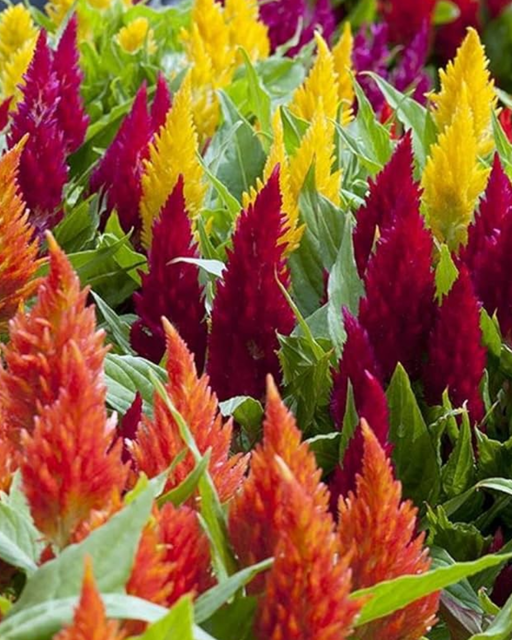 Buy Organic Celosia Mixed Seeds Online in Delhi | Best Quality Plant Seeds