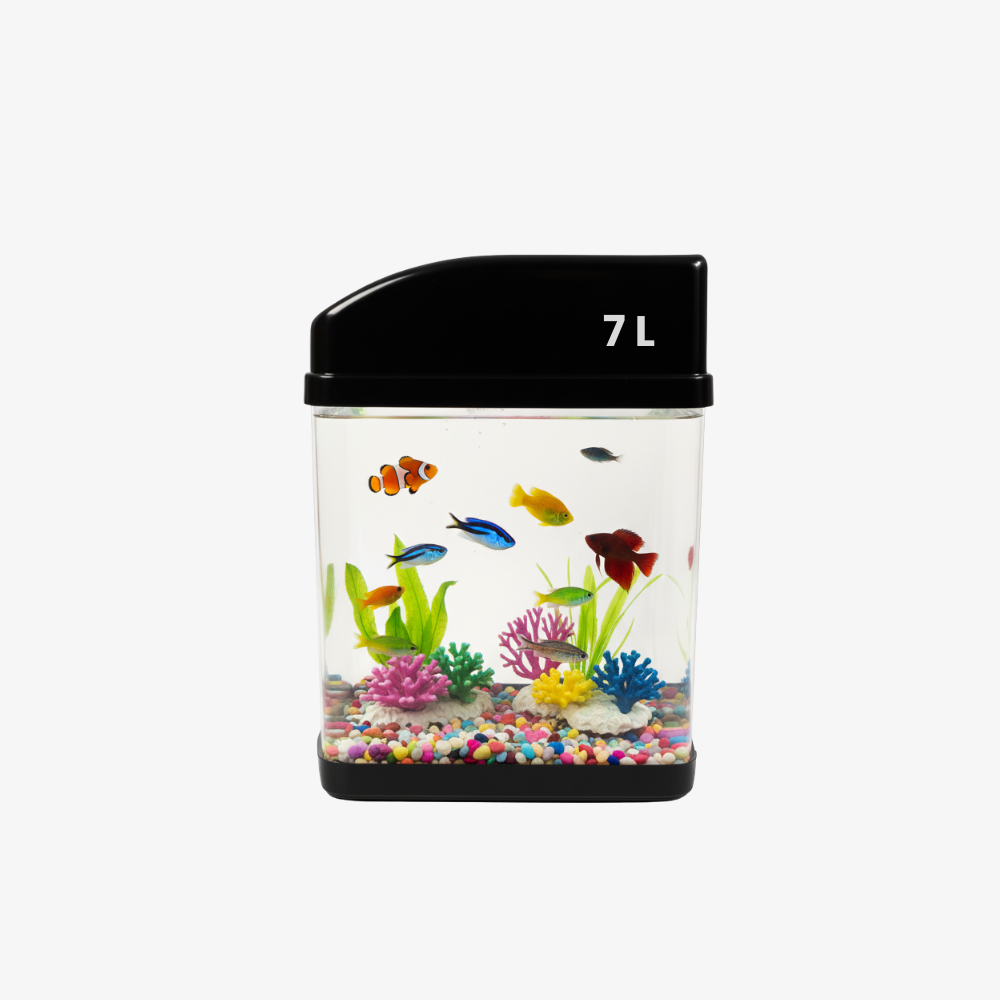 Buy 7L Betta Fish Aquarium Tank in Chennai | Multi-Color Betta Fish ...