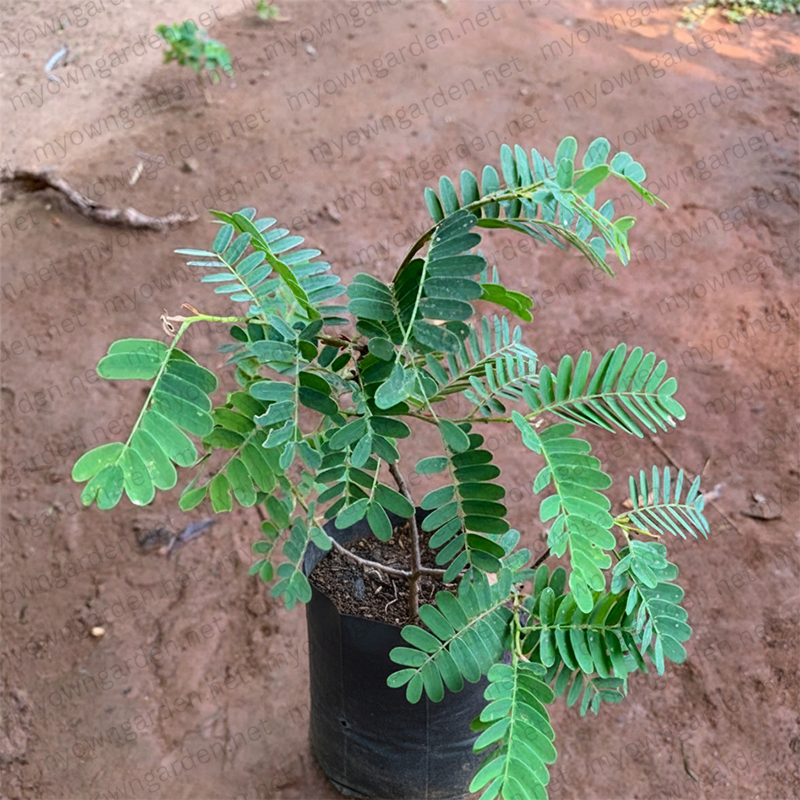 Buy Tamarind Tree Online - Quality & Affordable Prices