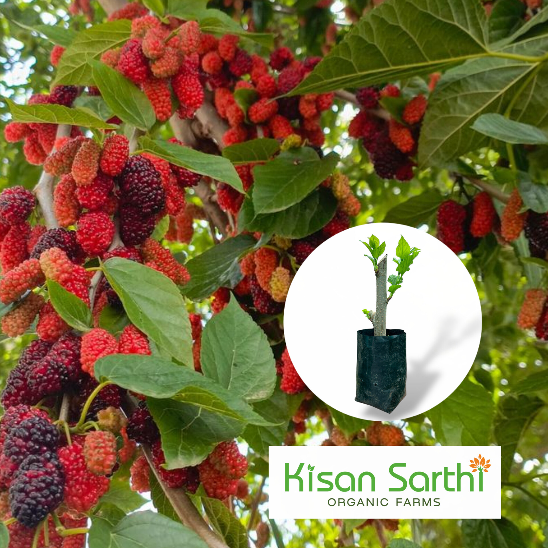 High Yield Shetur Plant – Live Hybrid Mulberry Tree for Farming ...