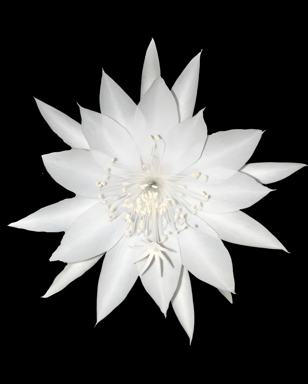 Cactus and succulents epiphyllum oxypetalum plants without flowers