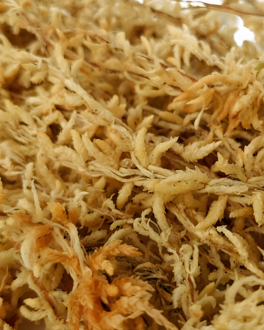Sphagnum Dry Moss,6L Dry Sphagnum Moss for Plants  Carnivorous Plant Moss  Dried for Phalaenopsis Orchid Musgo Garden Supplies, Plant Moss for Potted  Plants Indoor Leoly : : Home