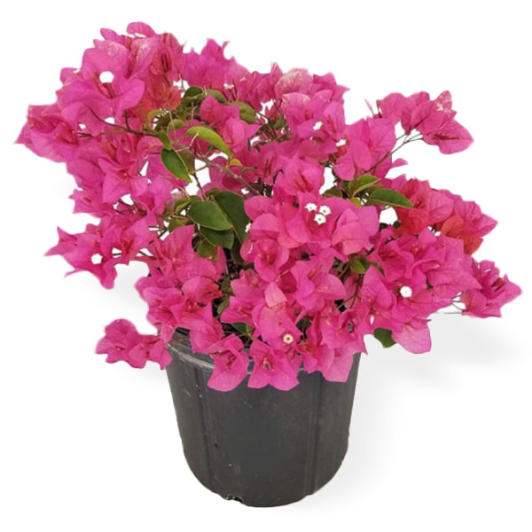 Bougainvillea Dwarf Pink - Bougainvillea Glabra Pink - बोगनविलिया का ...