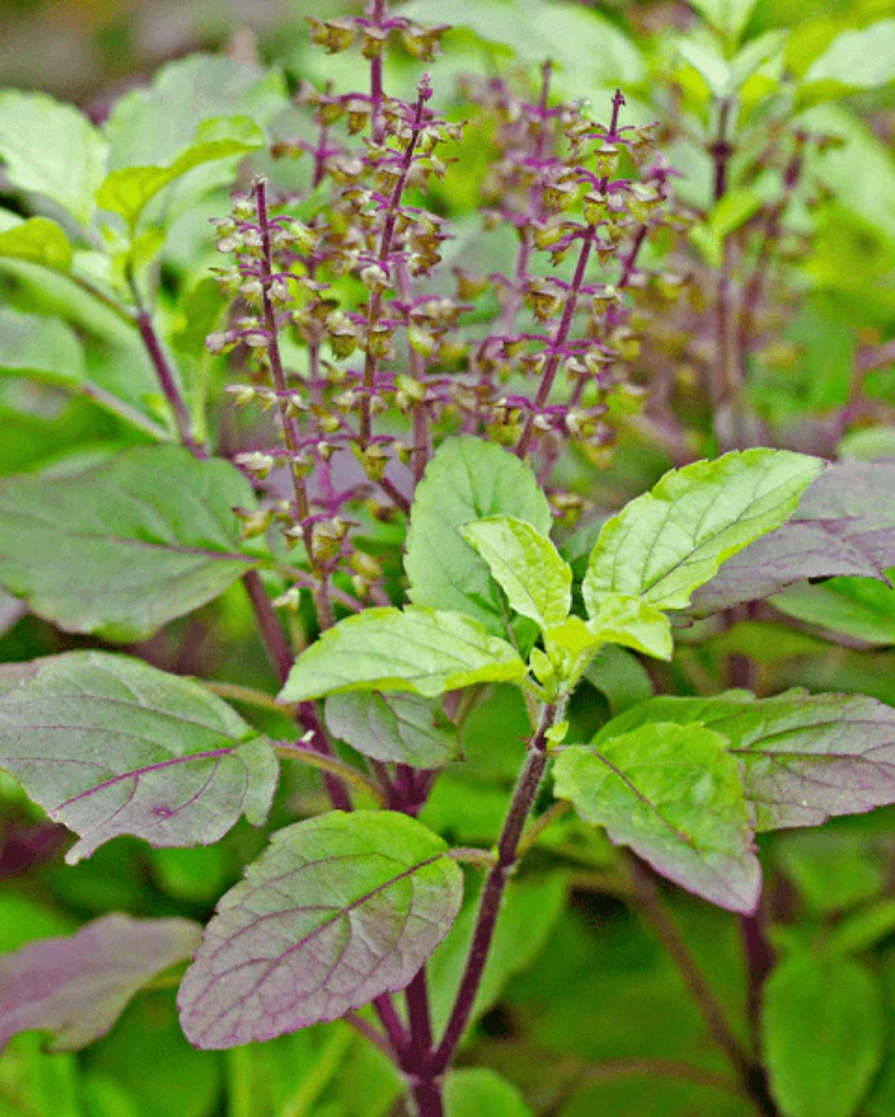 Buy Krishna Tulsi Plant Holy Basil Ocimum tenuiflorum Black