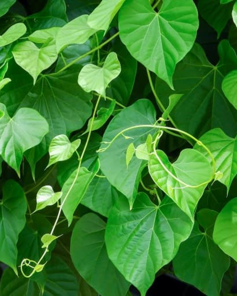 Giloy Plant - गिलोय ( गुडूची) का पौधा - (Guduchi) - Herbal & Medicinal Plant