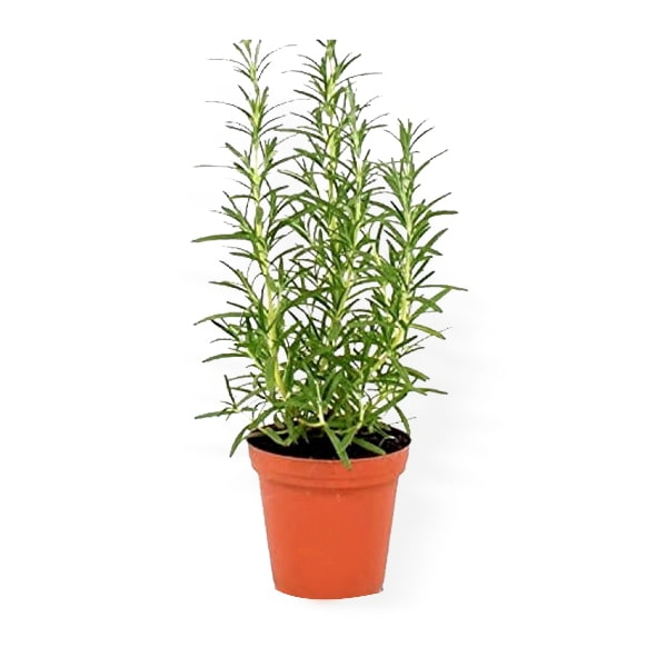 Buy Rosemary Plant Online in Delhi with Home Delivery
