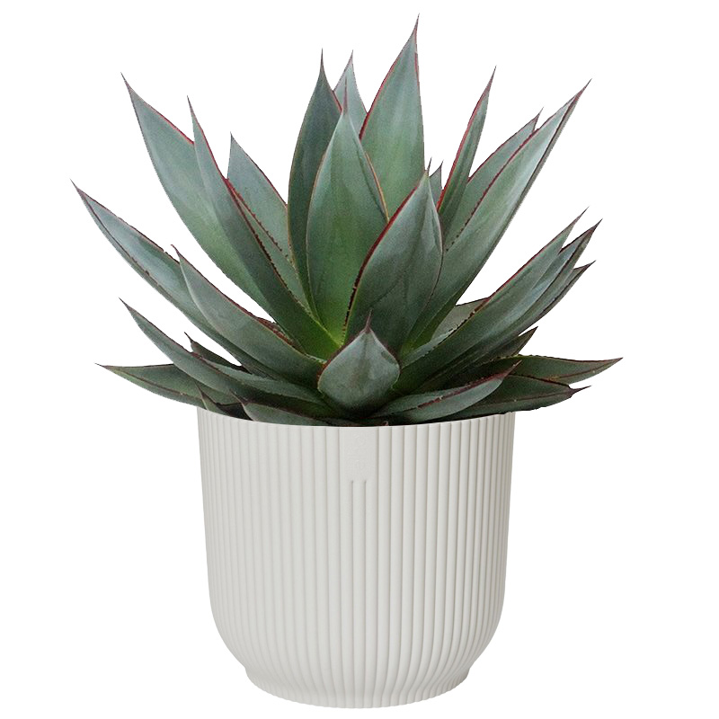 Agave Shaka Zulu - Online Plants Cart