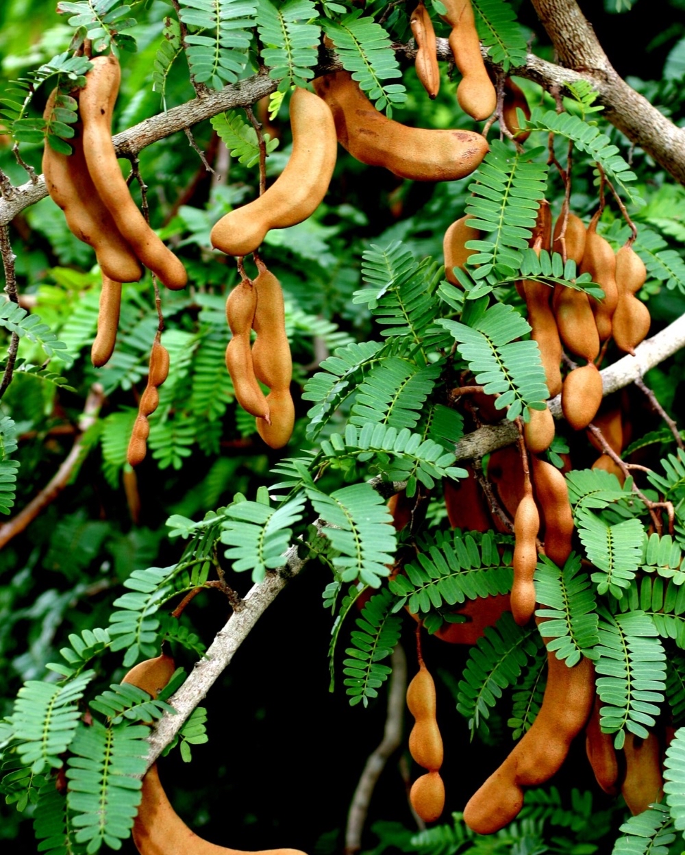Imli Plant Tamarind Tree Online In Delhi With Home Delivery Image 949052fb 515d 4685 973e 5b37a8919c39