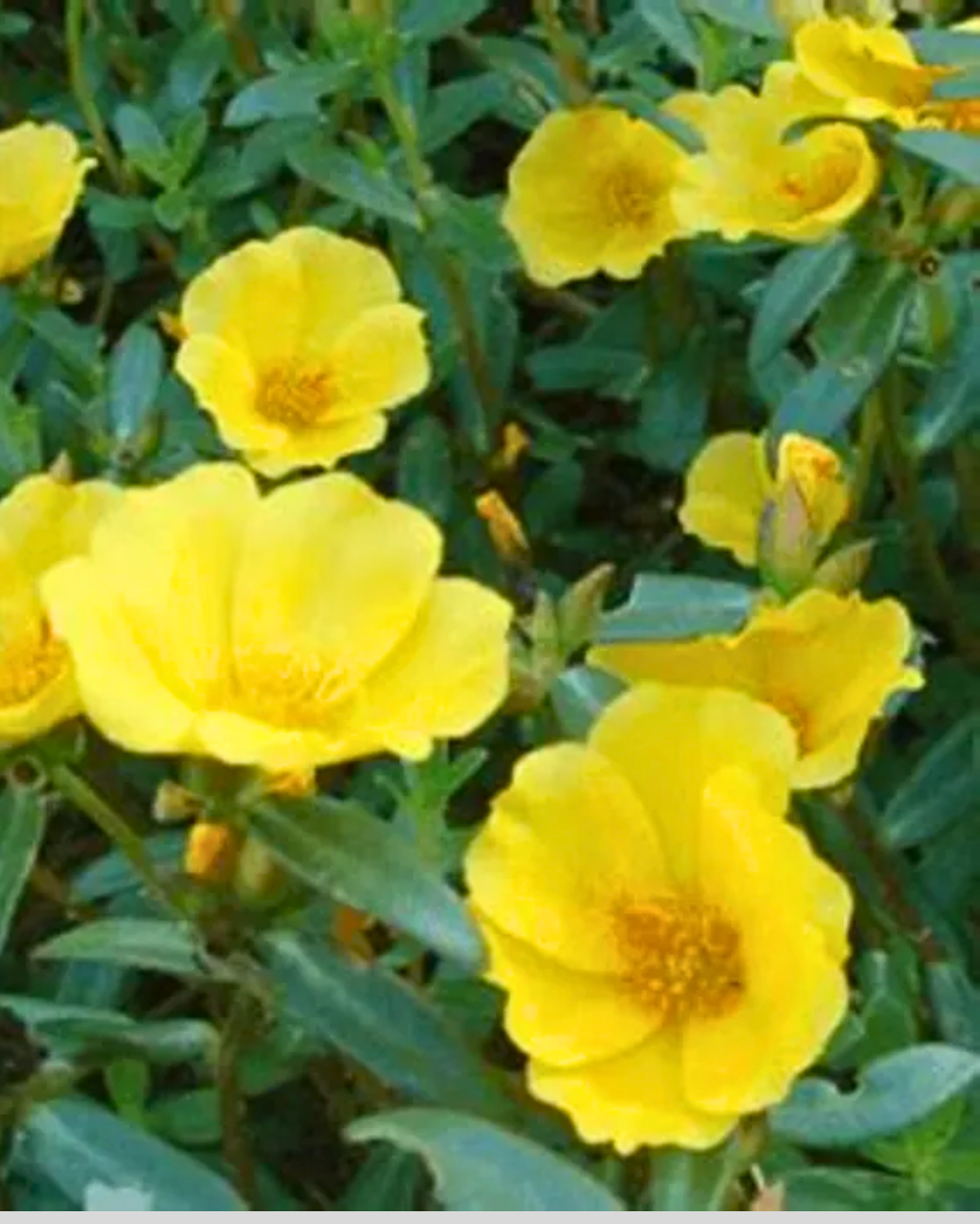 Portulaca Oleracea, 10 O Clock (Yellow),...