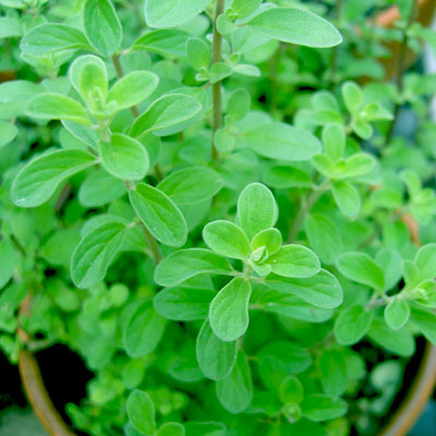bean plant seeds Tendergreen Bush Bean, 50 Heirloom Seeds Per Packet, Non GMO Seeds – Isla's  Garden main image 0