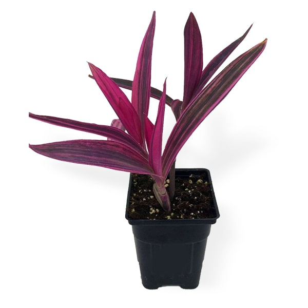 Setcreasea Purpurea Plant, Insect Repell...