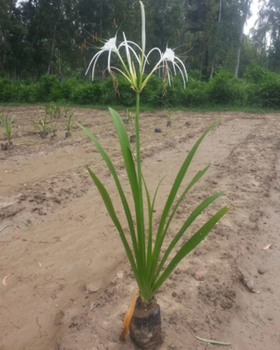 Spider Lily - White: Exquisite Blooms for Your Garden
