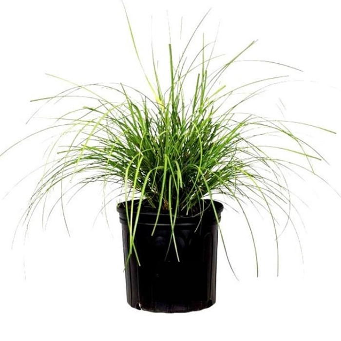 Premium Khus Plant - Vetiver & Herb Plants Online